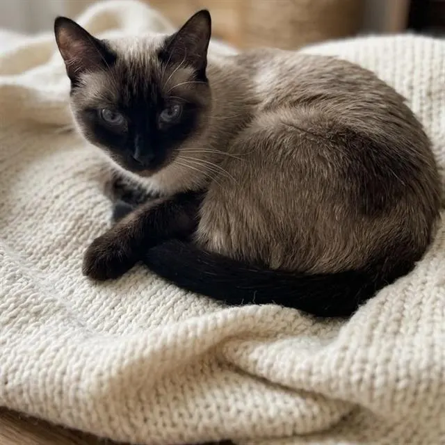 Macha
