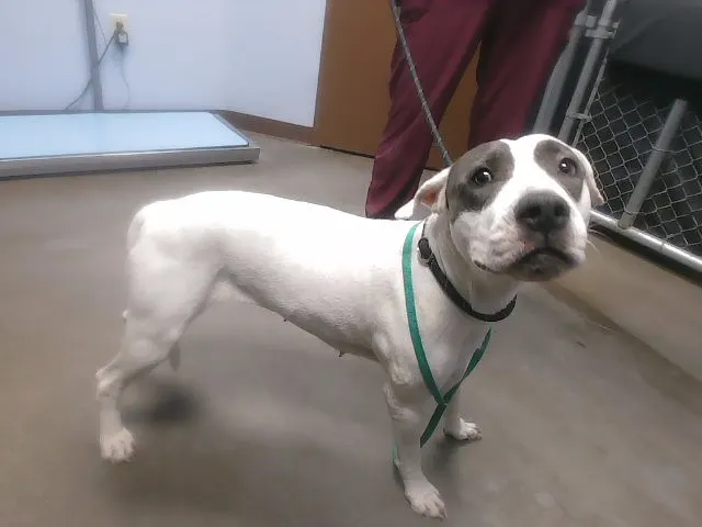 Chiquita
