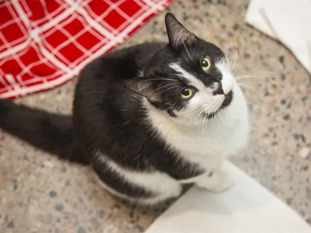 Benny