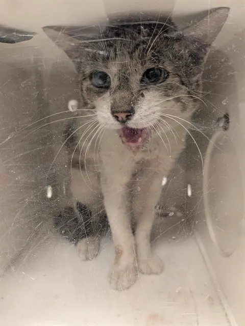 Tnr