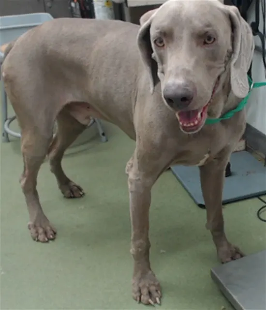 Med Waiver Walter