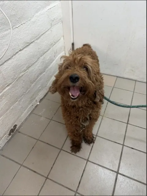 Duke