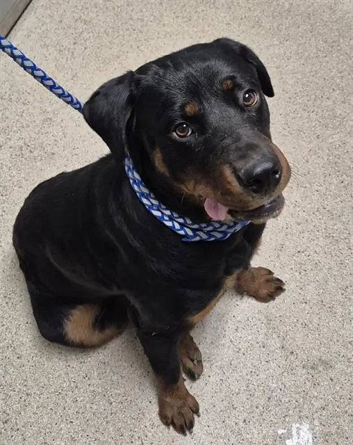 Adoptable Dog