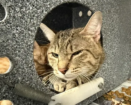 Taro