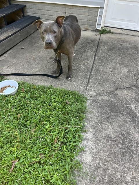 Fonzie