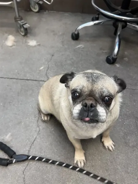 Mabel*