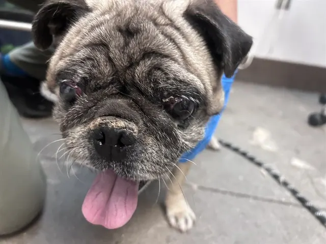 Winston*