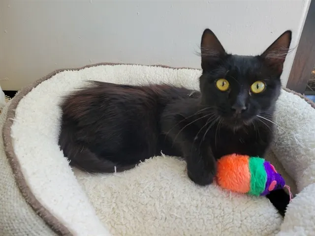 Kiki