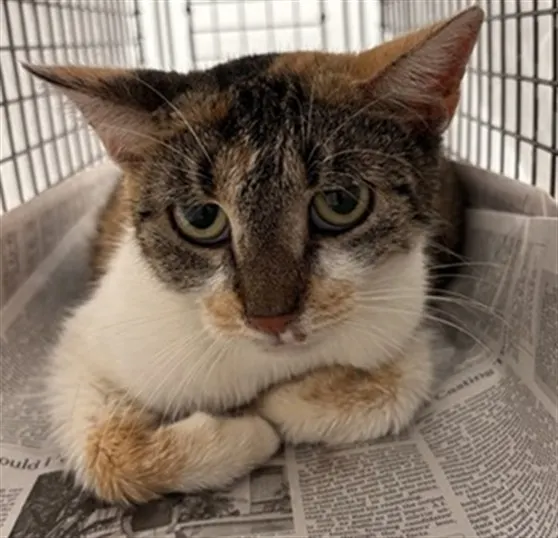 Adoptable Cat