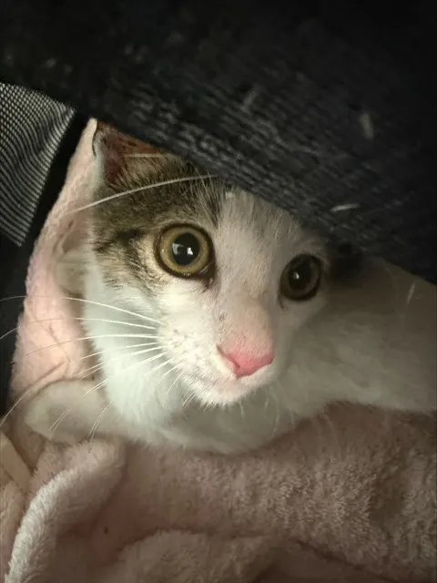 Adoptable Cat
