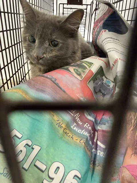 Adoptable Cat
