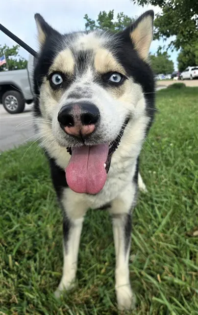 Harry Pawter
