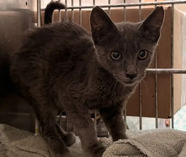 Adoptable Cat