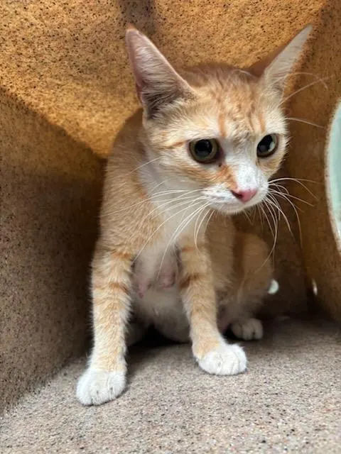 Adoptable Cat