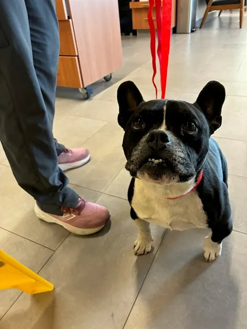 Adoptable Dog
