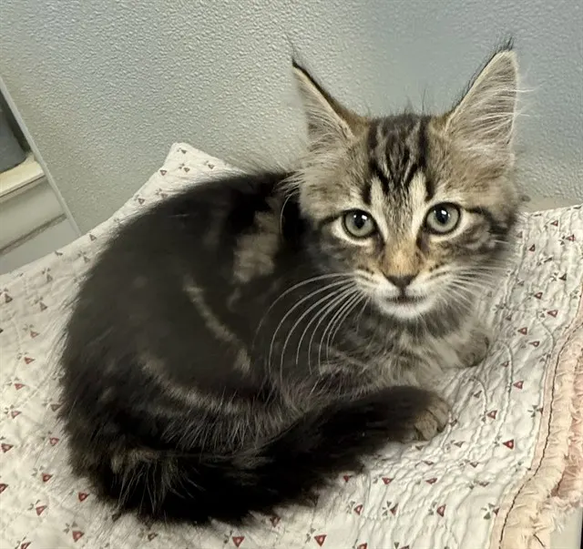 Penelope