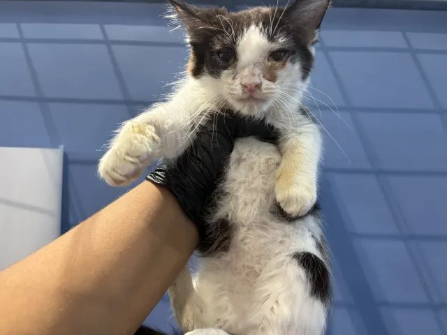 Air Potato