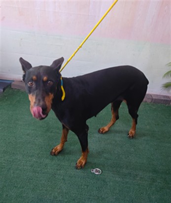 Adoptable Dog