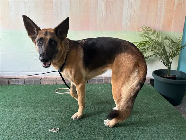 Rosie