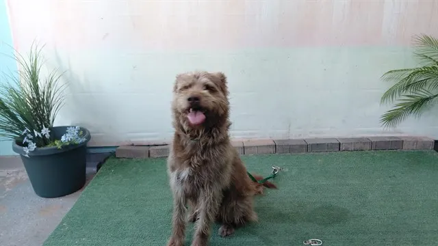 Arnold