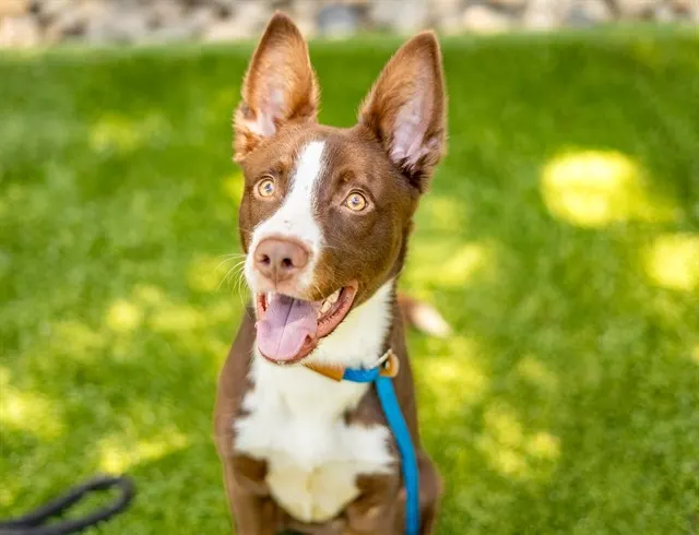 Scout