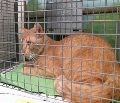 Adoptable Cat