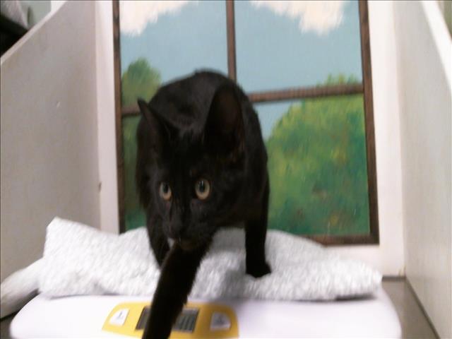 Adoptable Cat