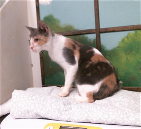 Adoptable Cat