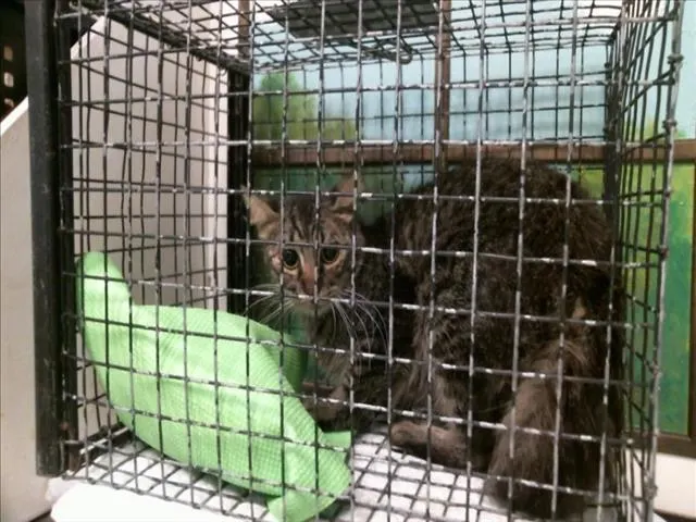 Adoptable Cat