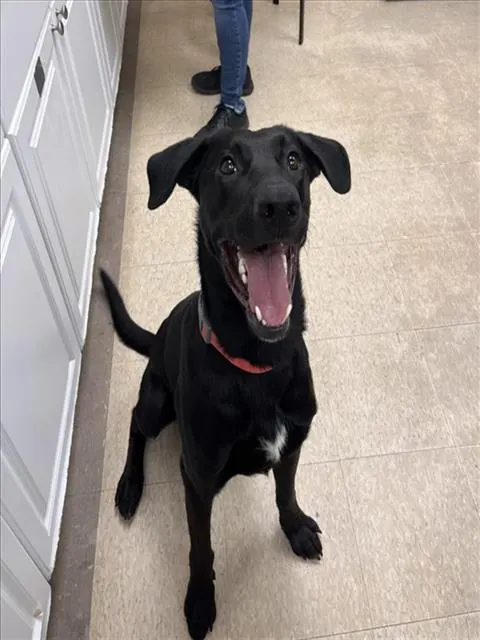 Vader