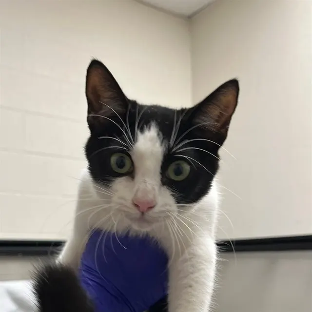 Adoptable Cat