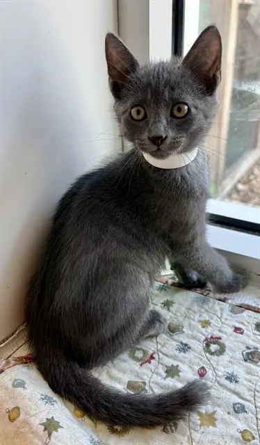 Remus