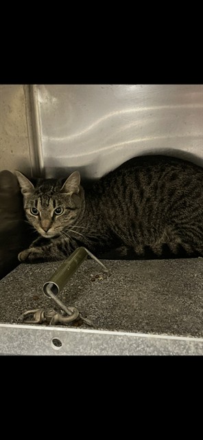 Adoptable Cat