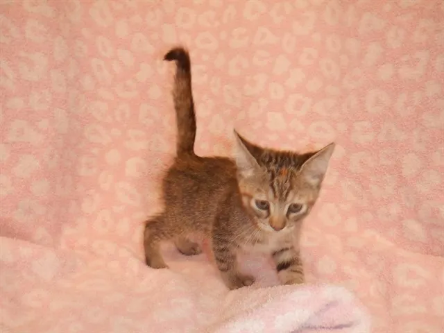 Adoptable Cat