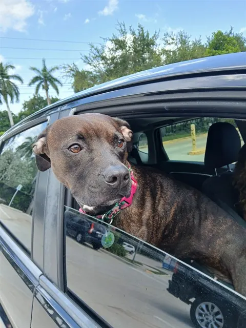 Adoptable Dog