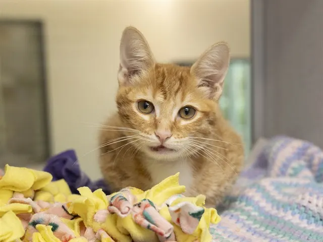 Bashton