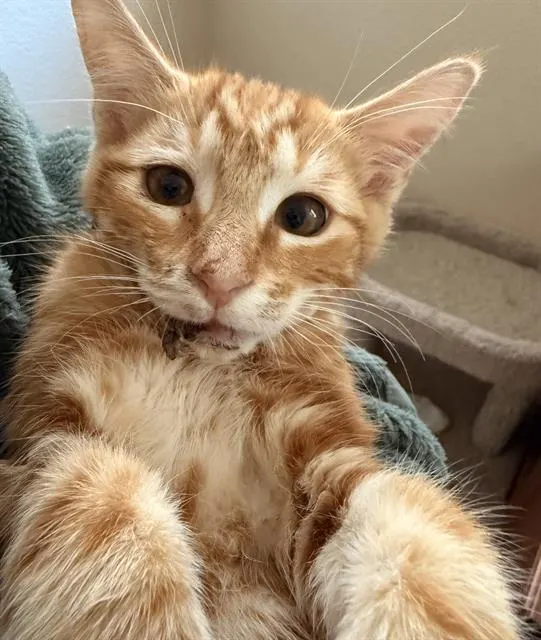 Oscar
