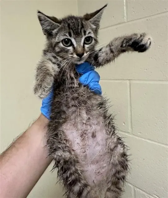 Adoptable Cat