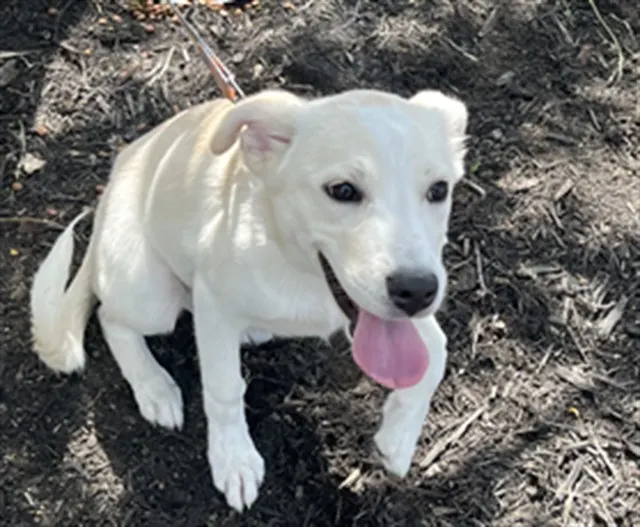 Adoptable Dog