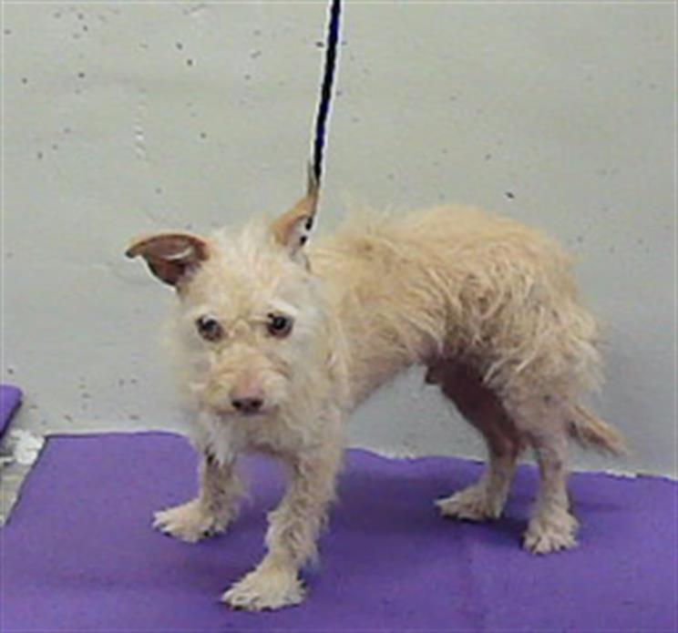Adoptable Dog