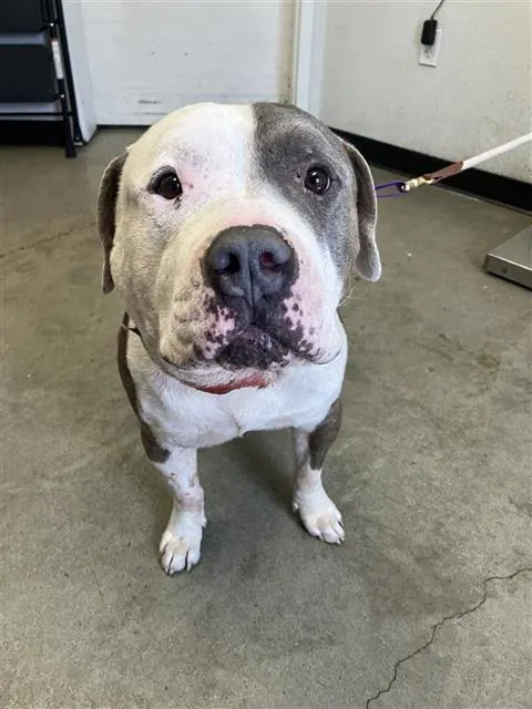 Adoptable Dog