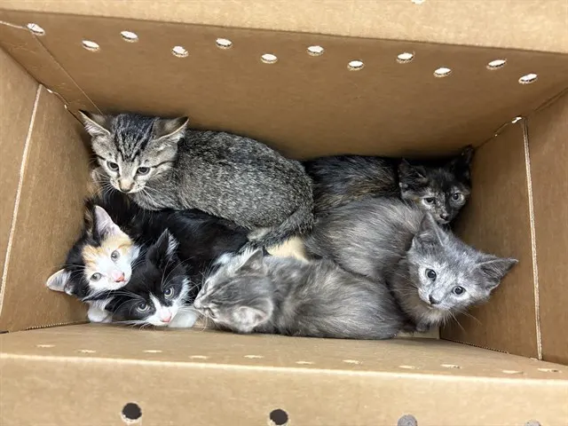 Adoptable Cat
