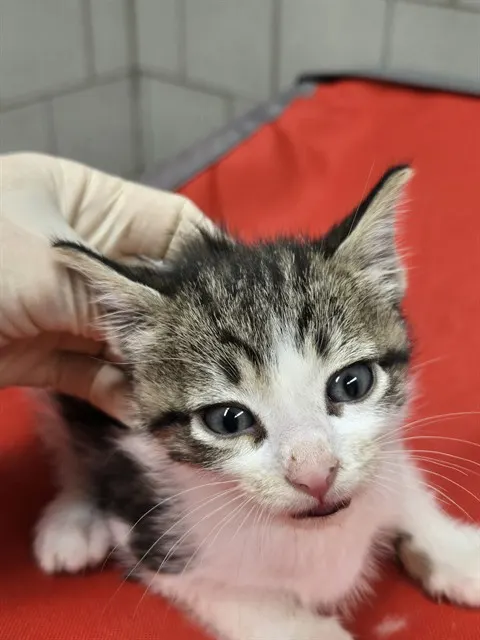 Adoptable Cat