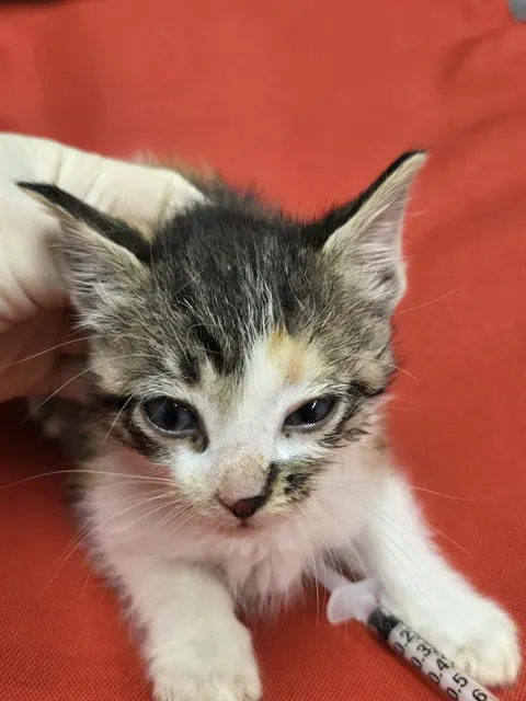 Adoptable Cat