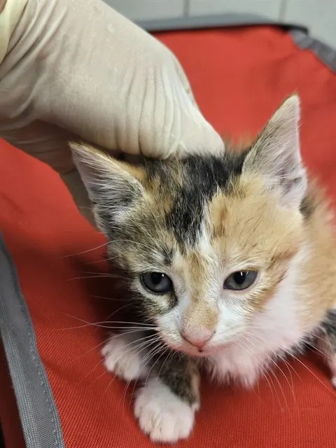 Adoptable Cat