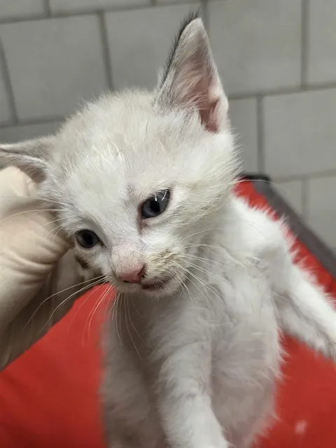Adoptable Cat