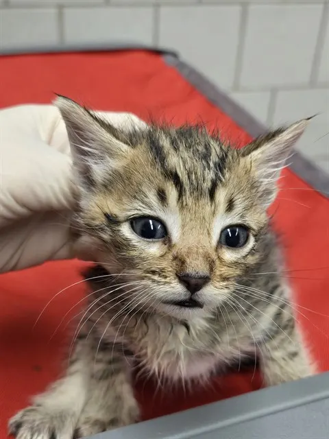 Adoptable Cat