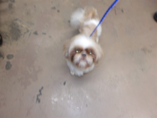Adoptable Dog