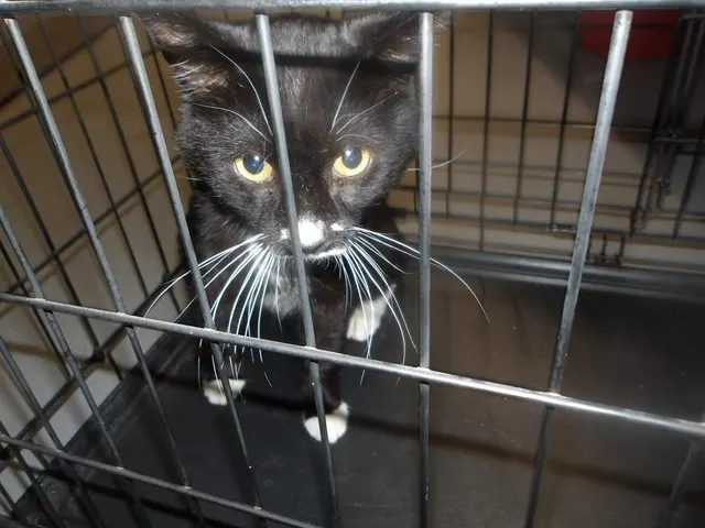 Adoptable Cat