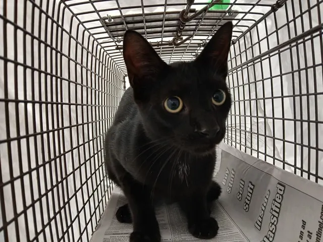 Adoptable Cat